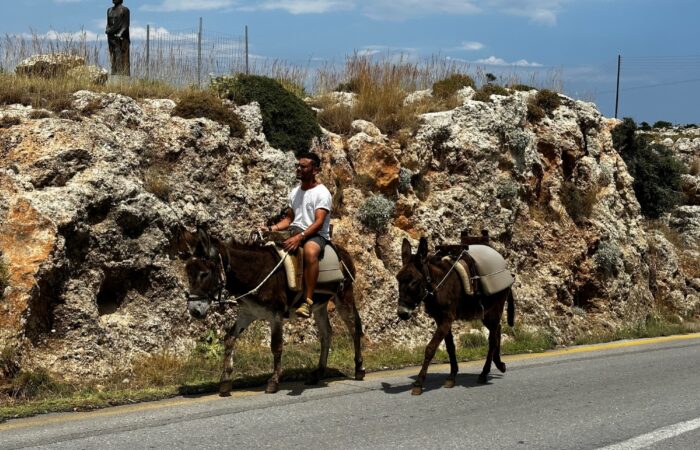 Donkeys in Lindos