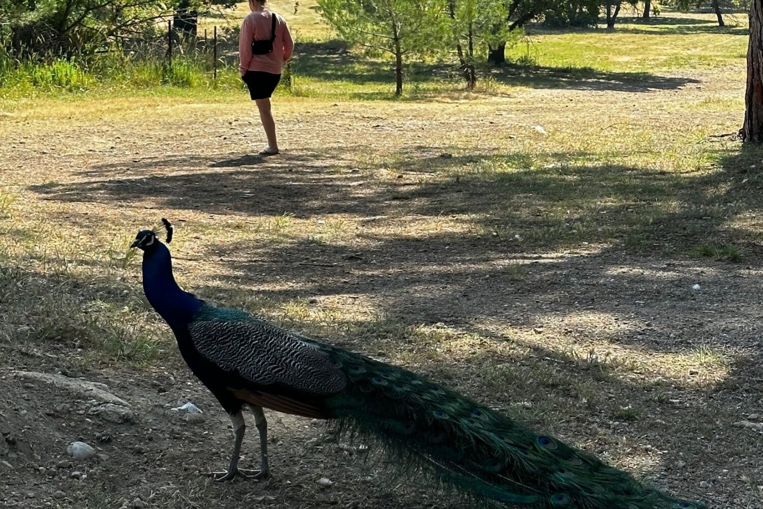 Filerimos Hill-Peacocks